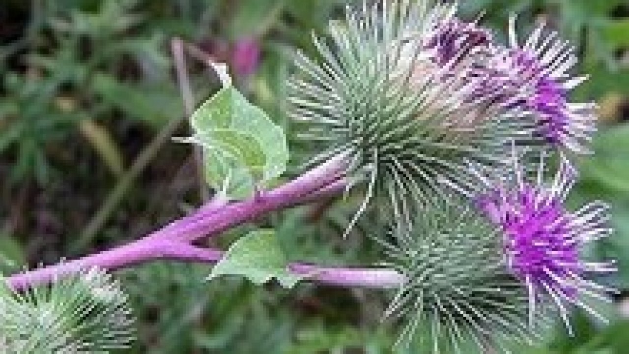 Bardana Arctium Lappa Usos Y Beneficios Trucosnaturales Com